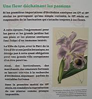 20 - L'engouement pour les orchidees au 19e siecle (1).jpg